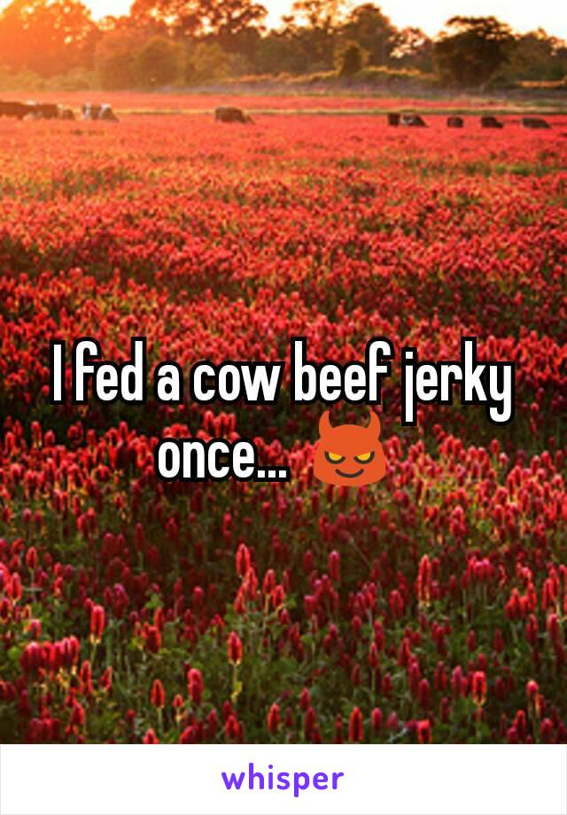 I fed a cow beef jerky once... 😈 