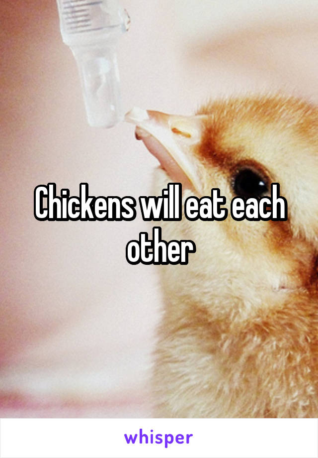 Chickens will eat each other