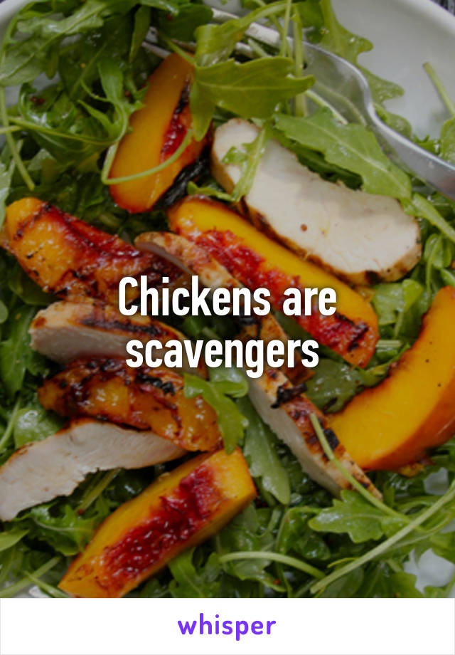 Chickens are scavengers 