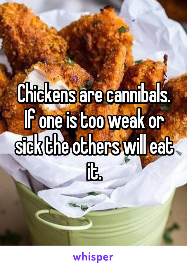 Chickens are cannibals. If one is too weak or sick the others will eat it.