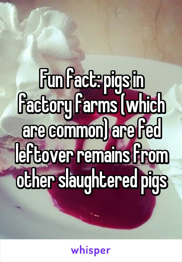 Fun fact: pigs in factory farms (which are common) are fed leftover remains from other slaughtered pigs