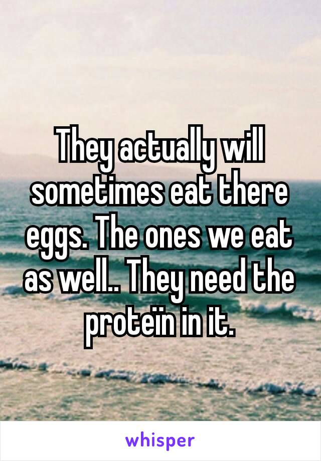 They actually will sometimes eat there eggs. The ones we eat as well.. They need the proteïn in it.