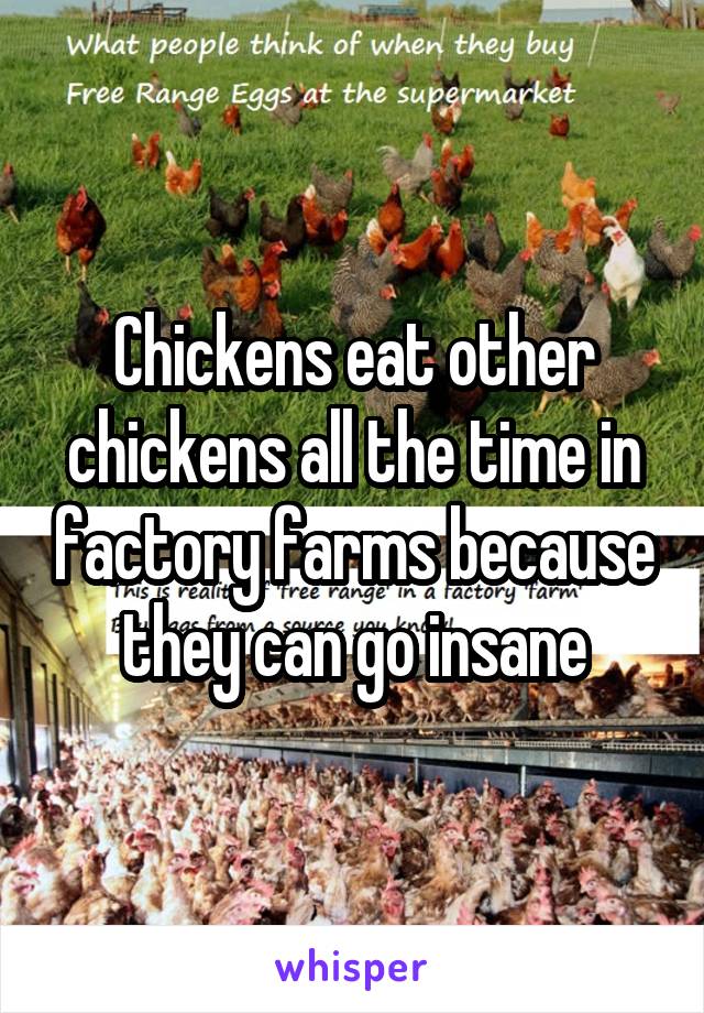 Chickens eat other chickens all the time in factory farms because they can go insane