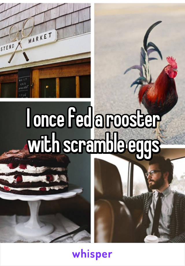 I once fed a rooster with scramble eggs