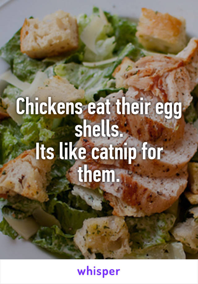 Chickens eat their egg shells.
Its like catnip for them.