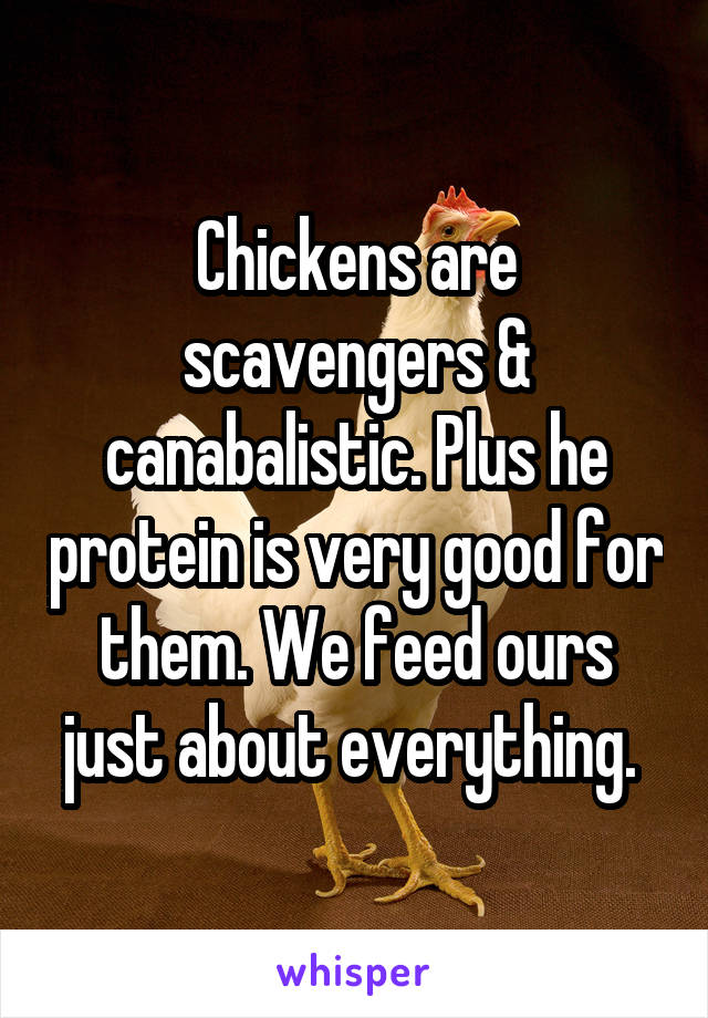 Chickens are scavengers & canabalistic. Plus he protein is very good for them. We feed ours just about everything. 