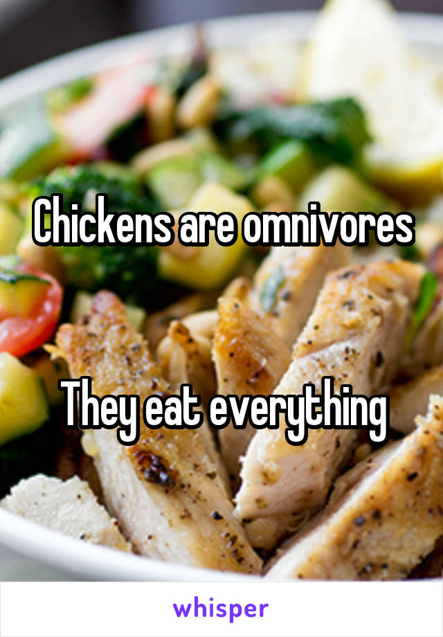 Chickens are omnivores 

They eat everything