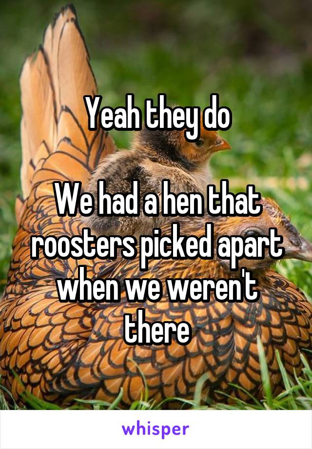 Yeah they do

We had a hen that roosters picked apart when we weren't there