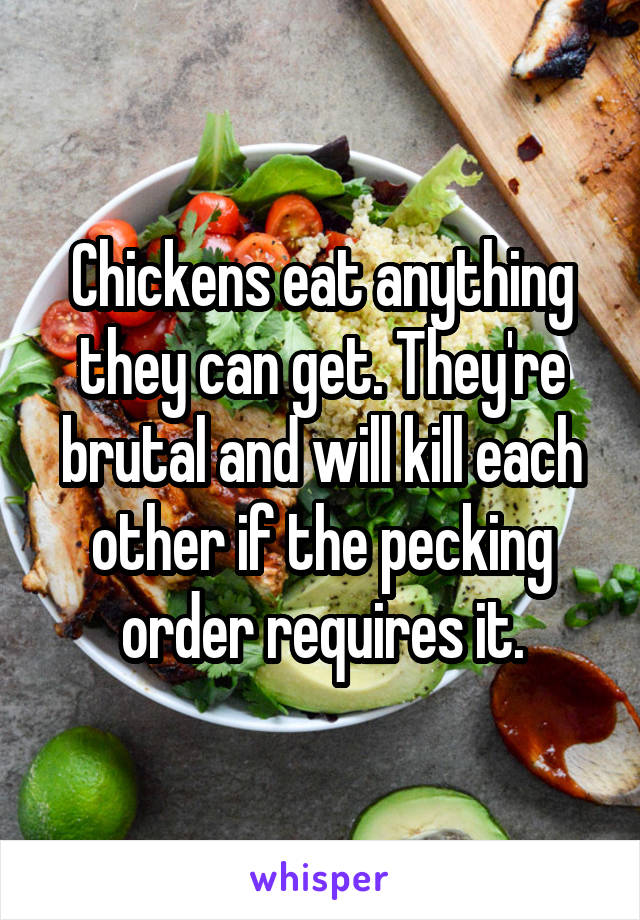 Chickens eat anything they can get. They're brutal and will kill each other if the pecking order requires it.