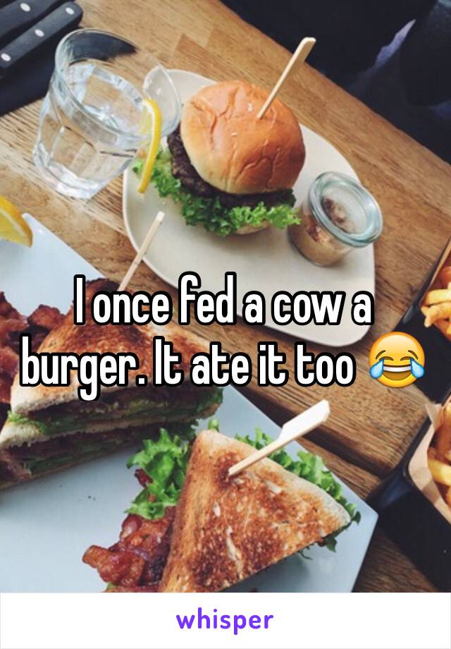 I once fed a cow a burger. It ate it too 😂