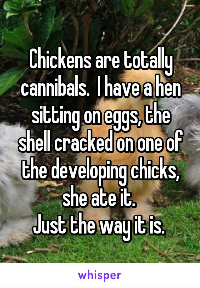 Chickens are totally cannibals.  I have a hen sitting on eggs, the shell cracked on one of the developing chicks, she ate it. 
Just the way it is. 