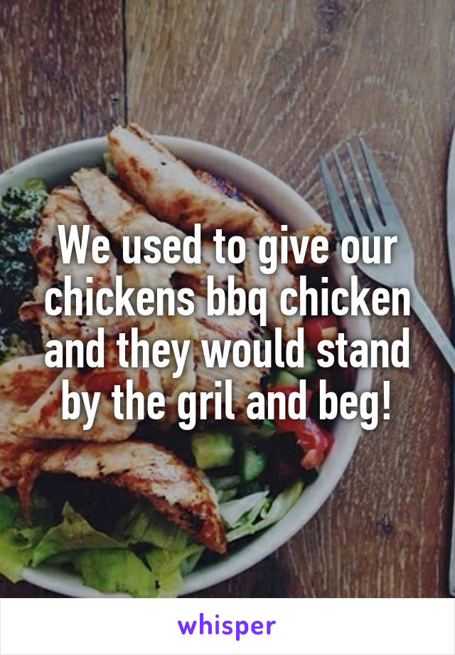 We used to give our chickens bbq chicken and they would stand by the gril and beg!