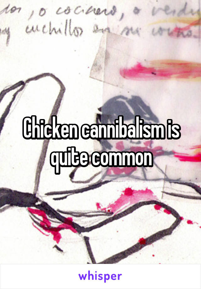 Chicken cannibalism is quite common