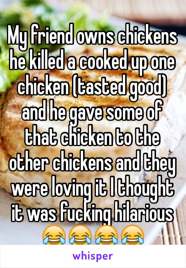 My friend owns chickens he killed a cooked up one chicken (tasted good) and he gave some of that chicken to the other chickens and they were loving it I thought it was fucking hilarious 😂😂😂😂