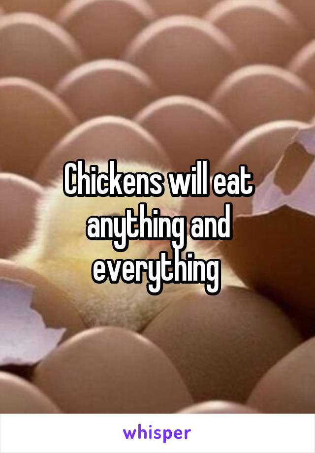 Chickens will eat anything and everything 