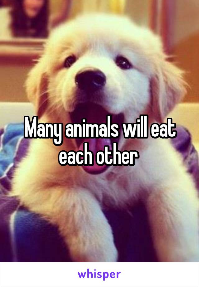 Many animals will eat each other 