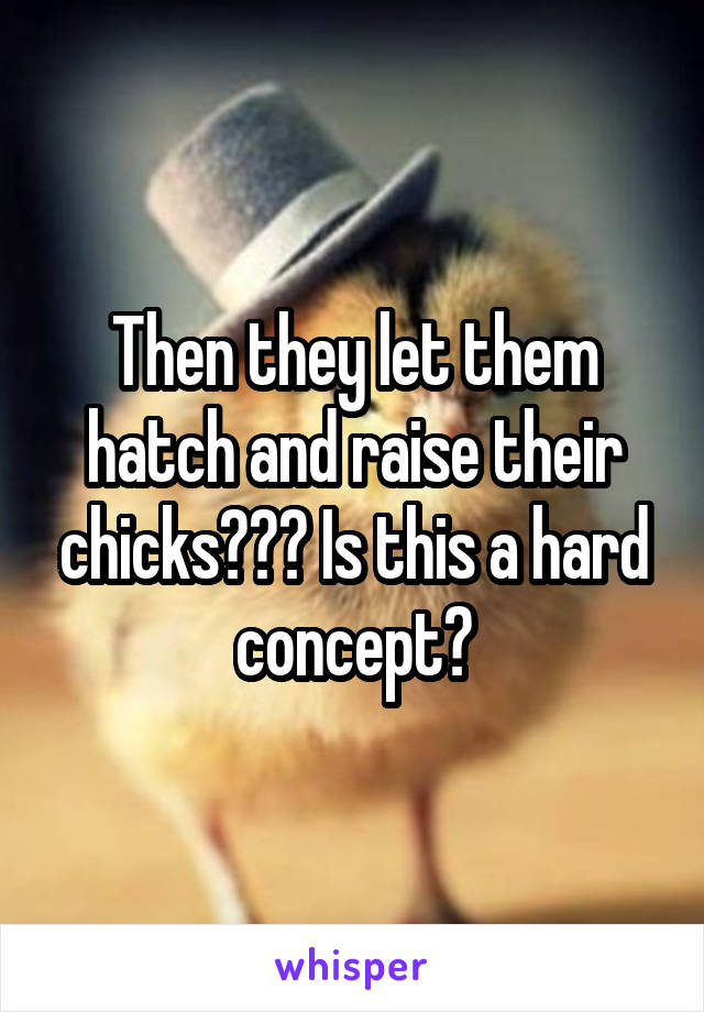 Then they let them hatch and raise their chicks??? Is this a hard concept?