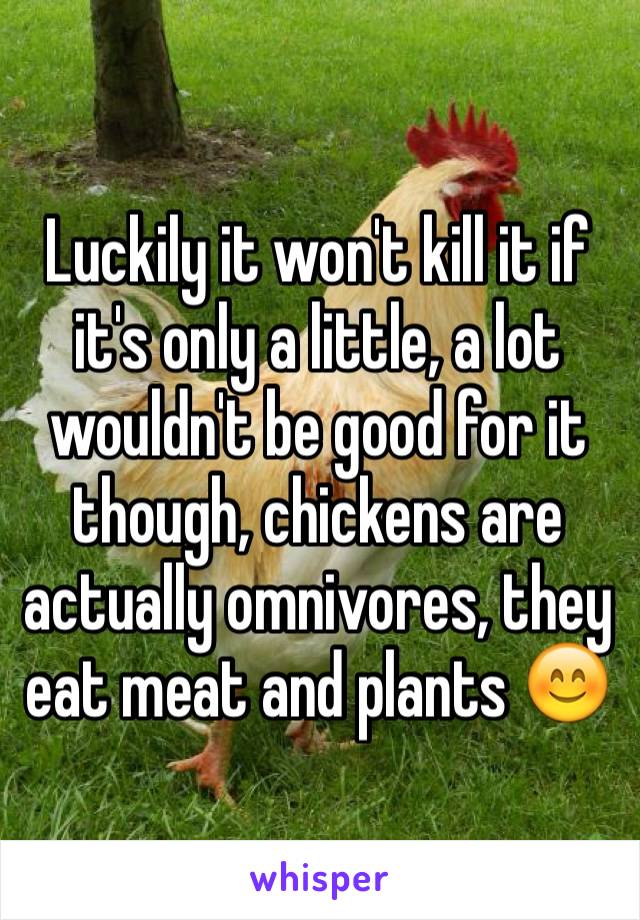 Luckily it won't kill it if it's only a little, a lot wouldn't be good for it though, chickens are actually omnivores, they eat meat and plants 😊