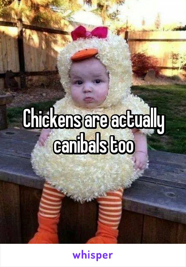 Chickens are actually canibals too