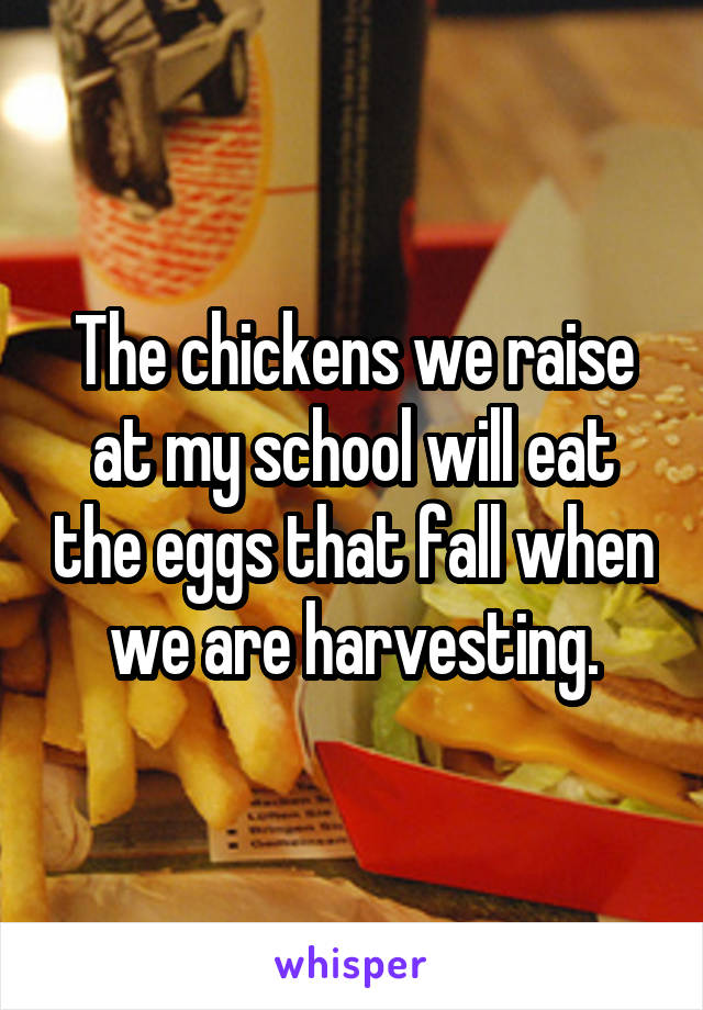 The chickens we raise at my school will eat the eggs that fall when we are harvesting.