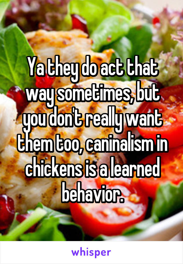 Ya they do act that way sometimes, but you don't really want them too, caninalism in chickens is a learned behavior.