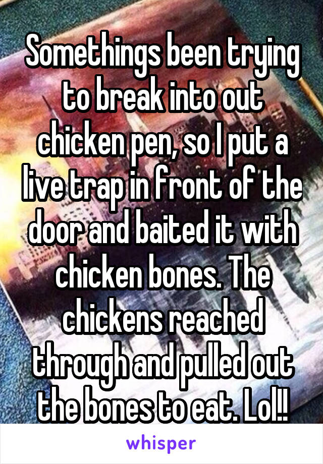 Somethings been trying to break into out chicken pen, so I put a live trap in front of the door and baited it with chicken bones. The chickens reached through and pulled out the bones to eat. Lol!!