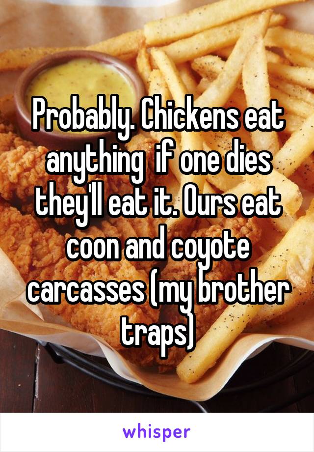 Probably. Chickens eat anything  if one dies they'll eat it. Ours eat coon and coyote carcasses (my brother traps)