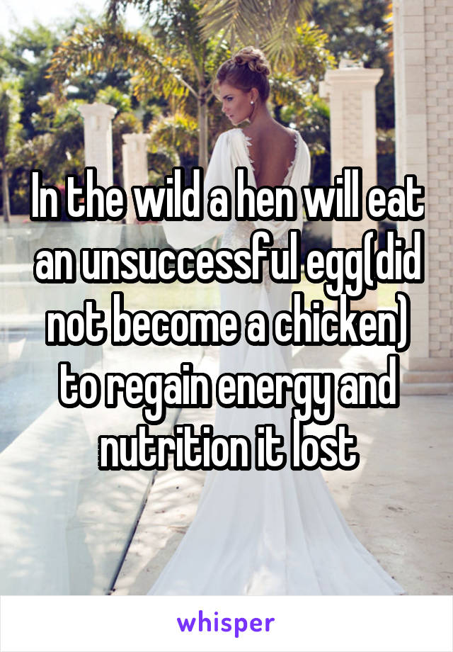 In the wild a hen will eat an unsuccessful egg(did not become a chicken) to regain energy and nutrition it lost