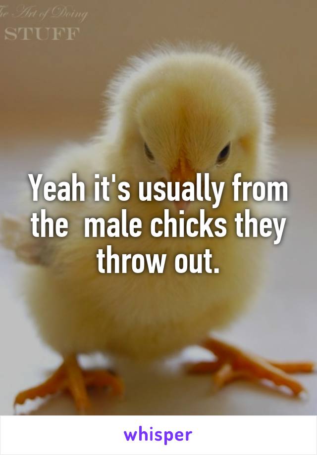 Yeah it's usually from the  male chicks they throw out.