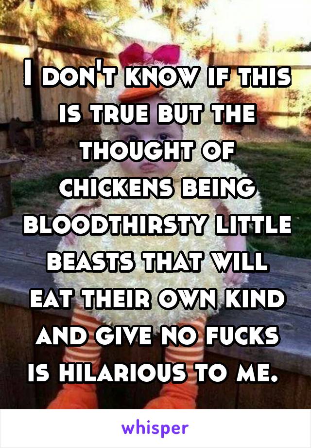 I don't know if this is true but the thought of chickens being bloodthirsty little beasts that will eat their own kind and give no fucks is hilarious to me. 