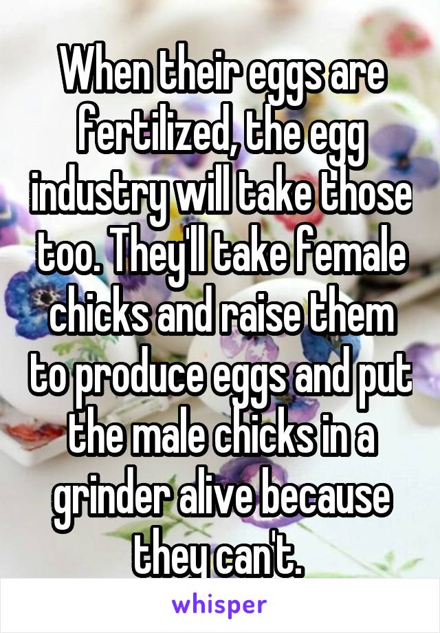 When their eggs are fertilized, the egg industry will take those too. They'll take female chicks and raise them to produce eggs and put the male chicks in a grinder alive because they can't. 