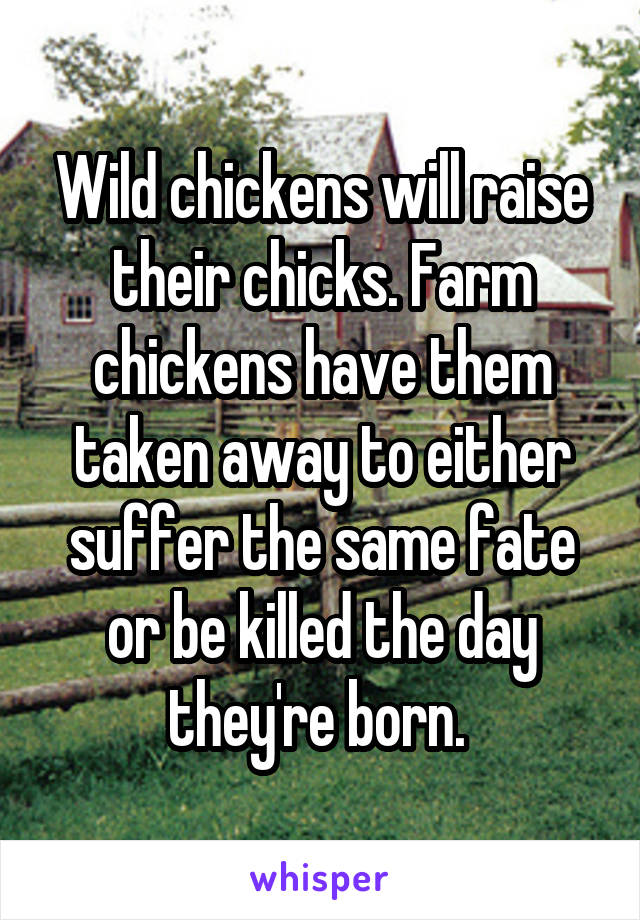 Wild chickens will raise their chicks. Farm chickens have them taken away to either suffer the same fate or be killed the day they're born. 