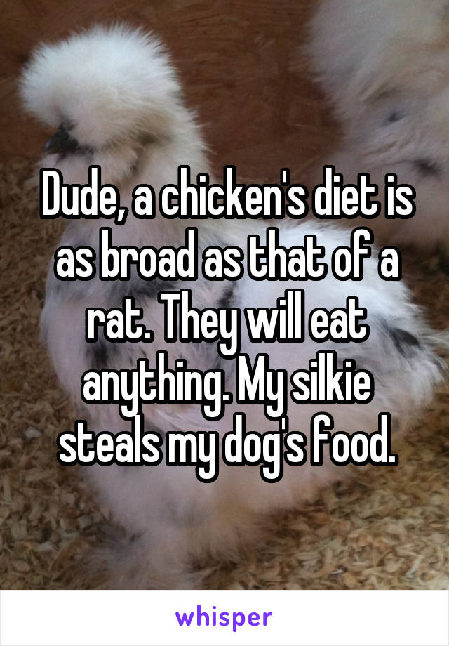 Dude, a chicken's diet is as broad as that of a rat. They will eat anything. My silkie steals my dog's food.