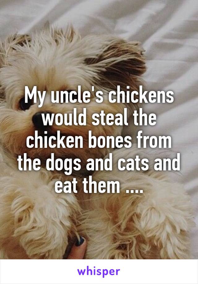 My uncle's chickens would steal the chicken bones from the dogs and cats and eat them ....