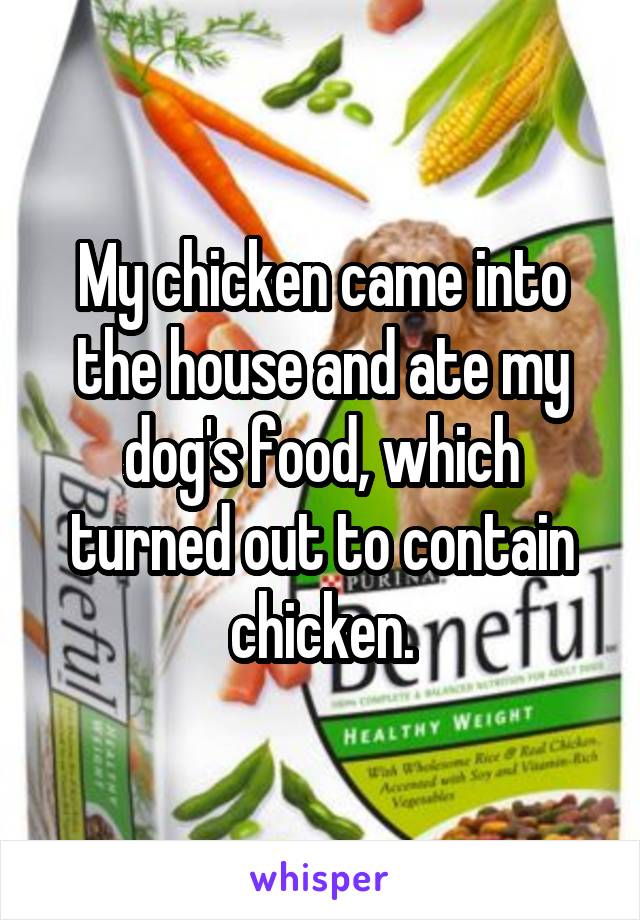 My chicken came into the house and ate my dog's food, which turned out to contain chicken.