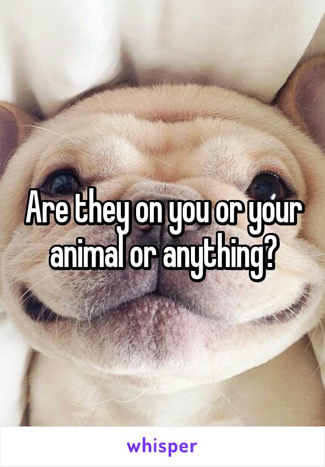 Are they on you or your animal or anything?