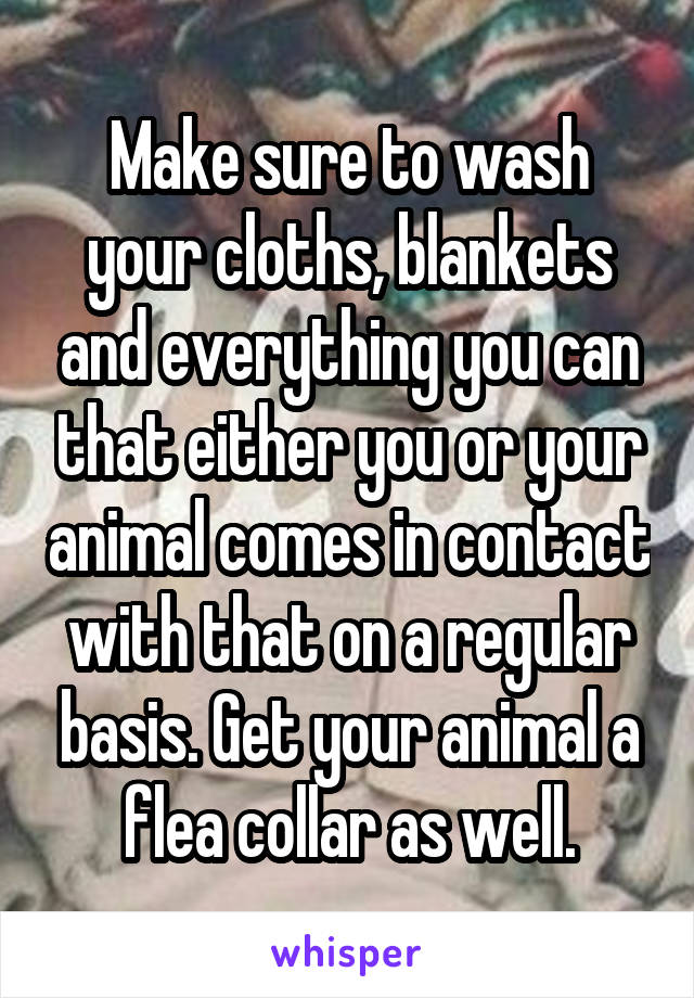 Make sure to wash your cloths, blankets and everything you can that either you or your animal comes in contact with that on a regular basis. Get your animal a flea collar as well.