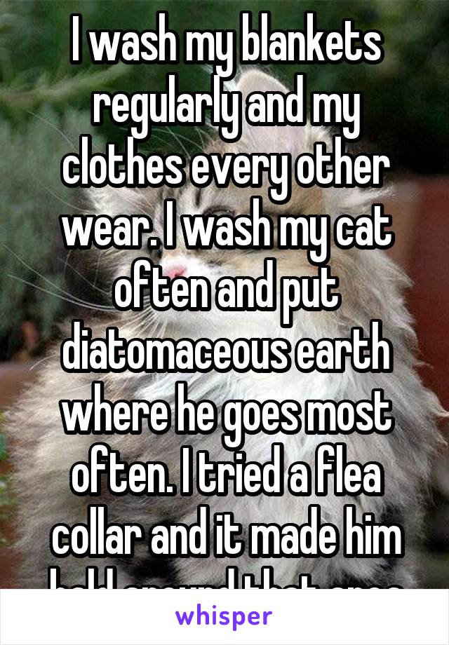 I wash my blankets regularly and my clothes every other wear. I wash my cat often and put diatomaceous earth where he goes most often. I tried a flea collar and it made him bald around that area