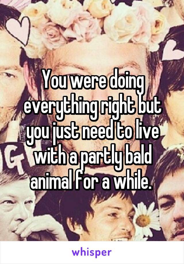 You were doing everything right but you just need to live with a partly bald animal for a while. 