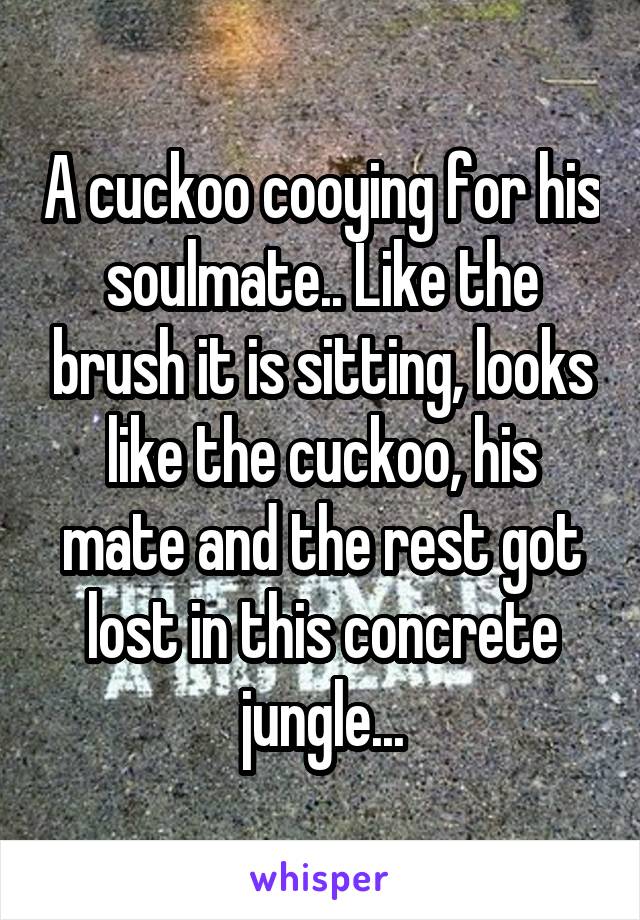 A cuckoo cooying for his soulmate.. Like the brush it is sitting, looks like the cuckoo, his mate and the rest got lost in this concrete jungle...