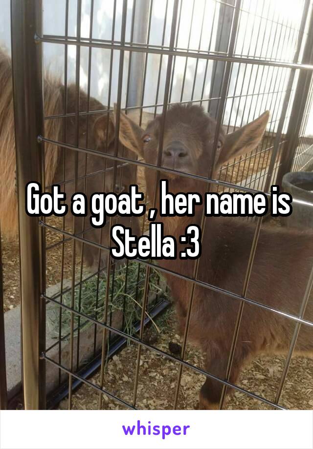 Got a goat , her name is Stella :3 