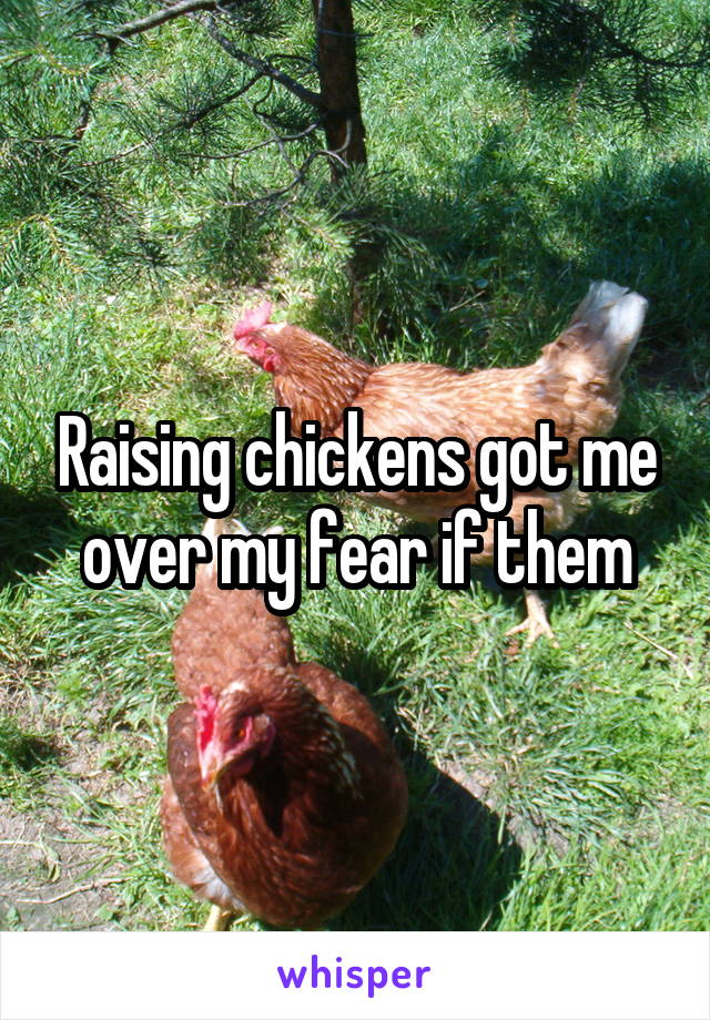 Raising chickens got me over my fear if them