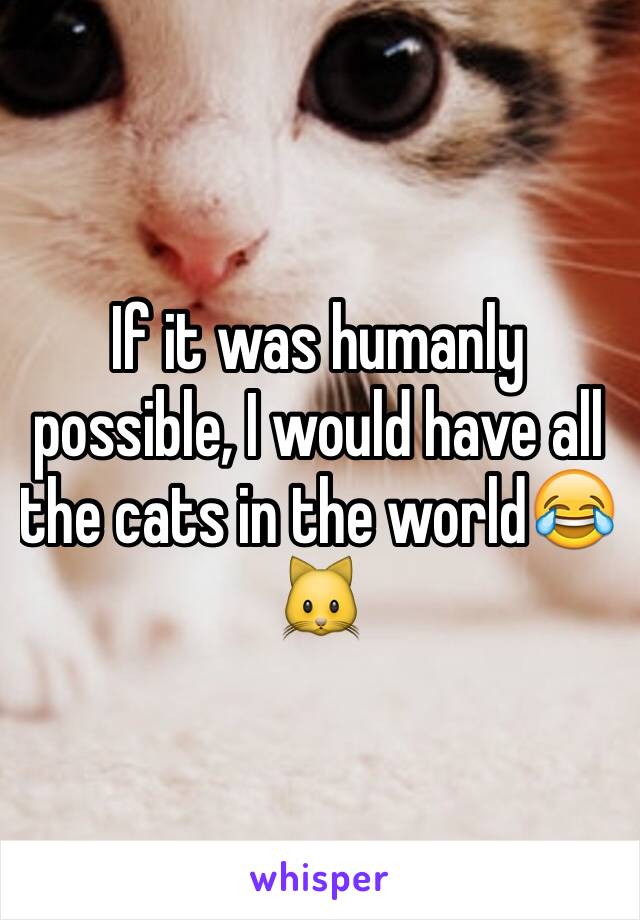 If it was humanly possible, I would have all the cats in the world😂🐱