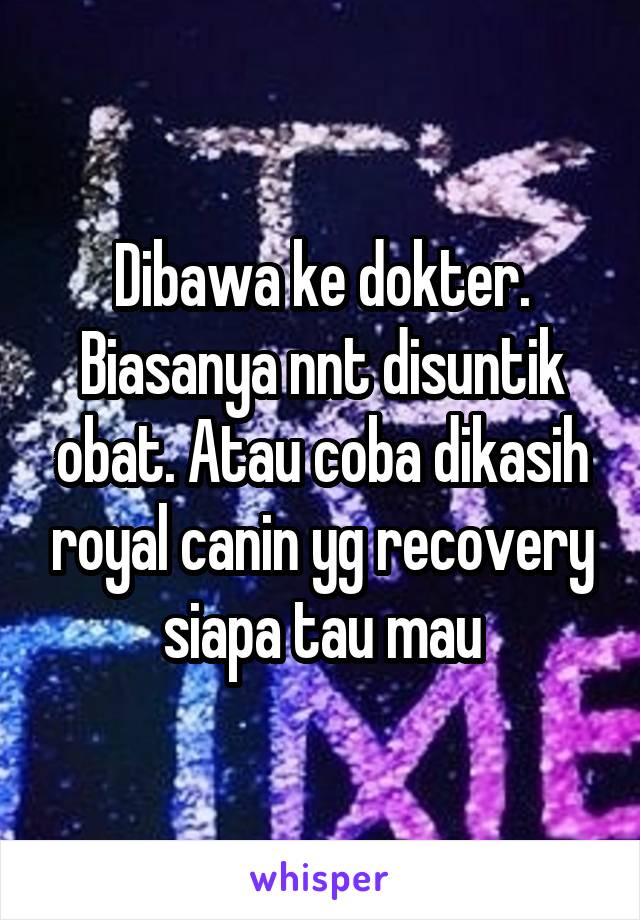 Dibawa ke dokter. Biasanya nnt disuntik obat. Atau coba dikasih royal canin yg recovery siapa tau mau