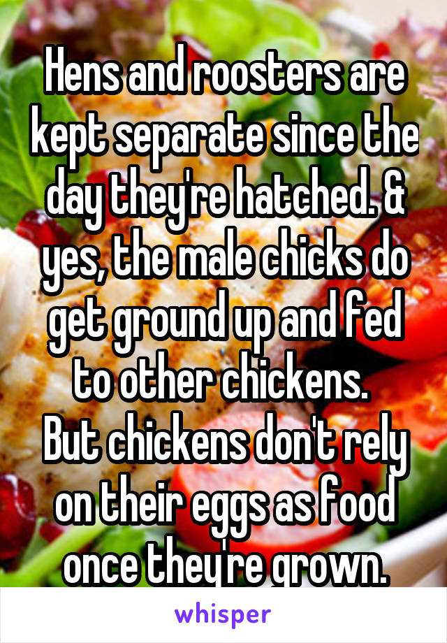 Hens and roosters are kept separate since the day they're hatched. & yes, the male chicks do get ground up and fed to other chickens. 
But chickens don't rely on their eggs as food once they're grown.