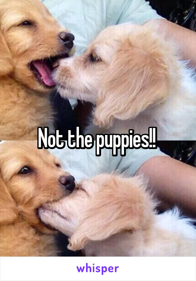 Not the puppies!! 