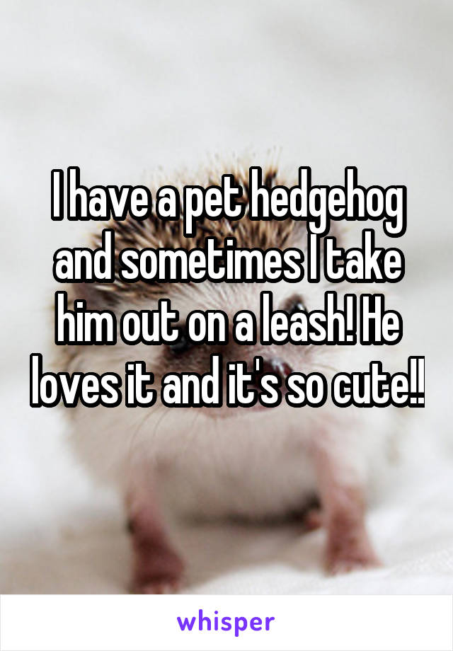I have a pet hedgehog and sometimes I take him out on a leash! He loves it and it's so cute!! 