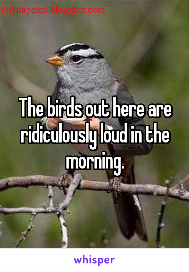 The birds out here are ridiculously loud in the morning.