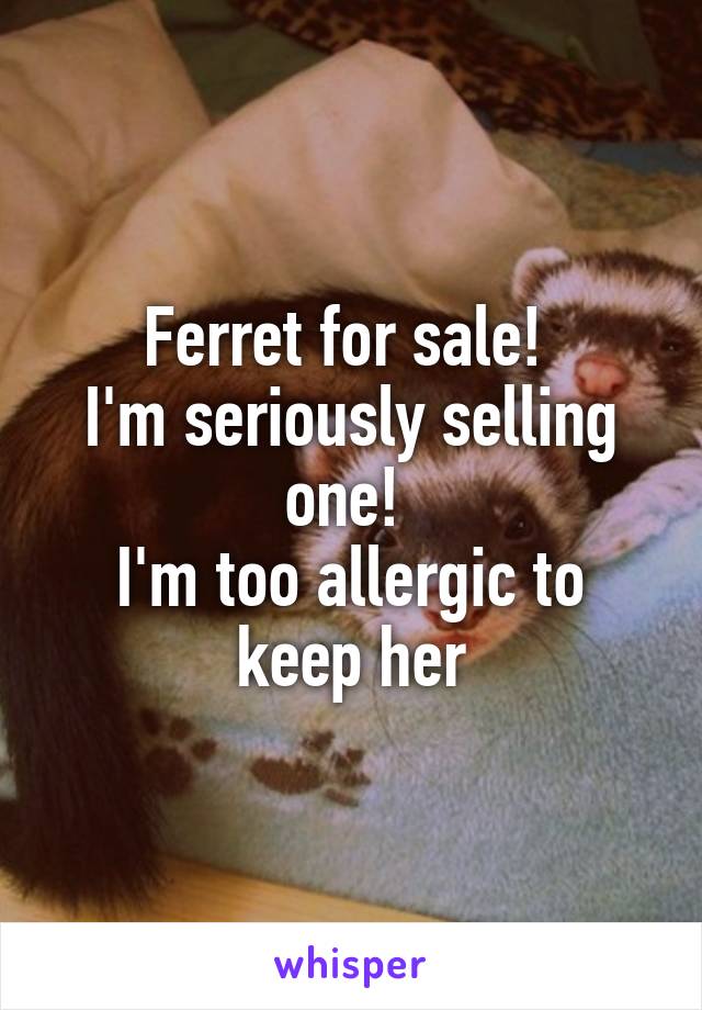 Ferret for sale! 
I'm seriously selling one! 
I'm too allergic to keep her