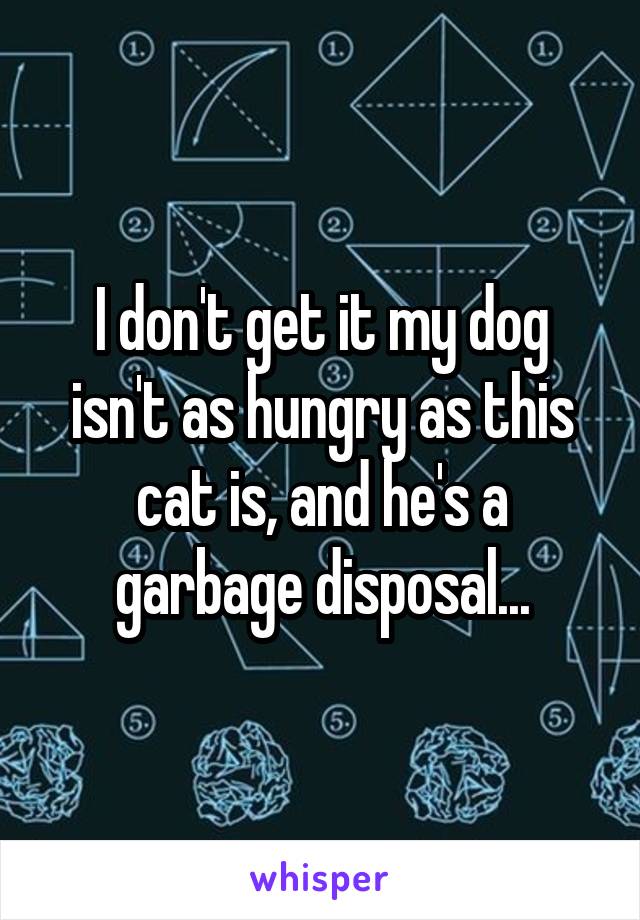 I don't get it my dog isn't as hungry as this cat is, and he's a garbage disposal...
